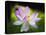 Blooming Lotus Flower-George Oze-Premier Image Canvas