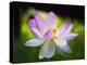 Blooming Lotus Flower-George Oze-Premier Image Canvas