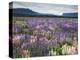 Blooming Lupine Near Town of Teanua, South Island, New Zealand-Dennis Flaherty-Premier Image Canvas