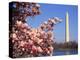 Blooming Magnolia near Washington Monument-Alan Schein-Premier Image Canvas