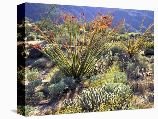 Blooming Ocotillo Cactus and Brittlebush Desert Wildflowers, Anza-Borrego Desert State Park-Christopher Talbot Frank-Premier Image Canvas