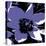 Blooming Purple-Herb Dickinson-Premier Image Canvas