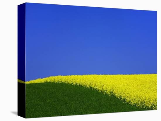 Blooming Rape Plant Field-Walter Geiersperger-Premier Image Canvas