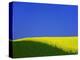 Blooming Rape Plant Field-Walter Geiersperger-Premier Image Canvas