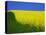 Blooming Rape Plant Field-Walter Geiersperger-Premier Image Canvas