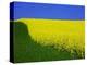 Blooming Rape Plant Field-Walter Geiersperger-Premier Image Canvas