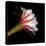 Blooming Single Cactus Flower Isolated Against Black Background-Christian Slanec-Premier Image Canvas