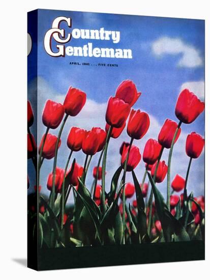 "Blooming Tulips," Country Gentleman Cover, April 1, 1941-null-Premier Image Canvas