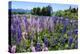 Blooming Wild Flowers, Los Alerces National Park, Chubut, Patagonia, Argentina, South America-Michael Runkel-Premier Image Canvas