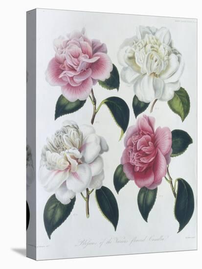 Blooms of Various Flowered Camellia-Augusta Withers-Premier Image Canvas
