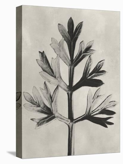 Blossfeldt Botanical I-Karl Blossfeldt-Premier Image Canvas