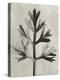 Blossfeldt Botanical I-Karl Blossfeldt-Premier Image Canvas