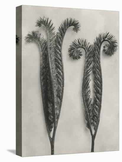 Blossfeldt Botanical II-Karl Blossfeldt-Premier Image Canvas