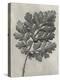 Blossfeldt Botanical III-Karl Blossfeldt-Premier Image Canvas