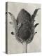 Blossfeldt Botanical VI-Karl Blossfeldt-Premier Image Canvas