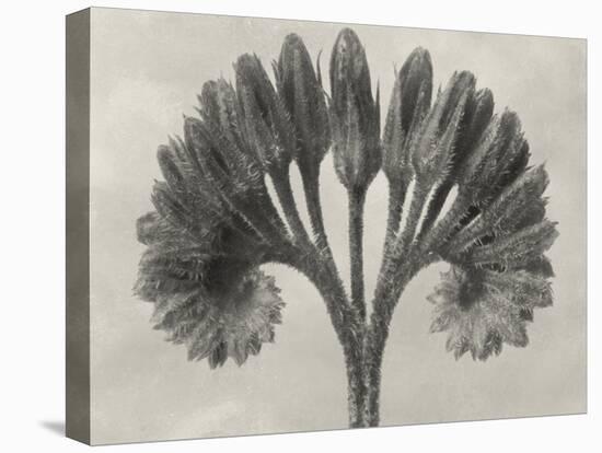 Blossfeldt Botanical VII-Karl Blossfeldt-Premier Image Canvas