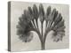 Blossfeldt Botanical VII-Karl Blossfeldt-Premier Image Canvas