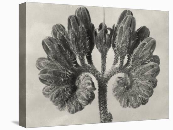 Blossfeldt Botanical VIII-Karl Blossfeldt-Premier Image Canvas