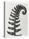 Blossfeldt Fern II-Karl Blossfeldt-Premier Image Canvas