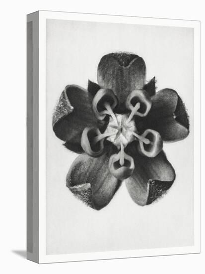 Blossfeldt Rosette IV-Karl Blossfeldt-Premier Image Canvas