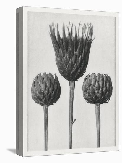 Blossfeldt Trio I-Karl Blossfeldt-Premier Image Canvas