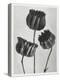 Blossfeldt Trio II-Karl Blossfeldt-Premier Image Canvas