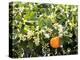 Blossom and Fruit on an Orange Tree, Majorca, Spain-Peter Thompson-Premier Image Canvas