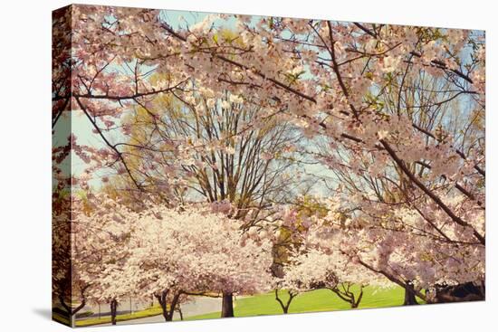 Blossom Beauty II-Kathy Mansfield-Premier Image Canvas