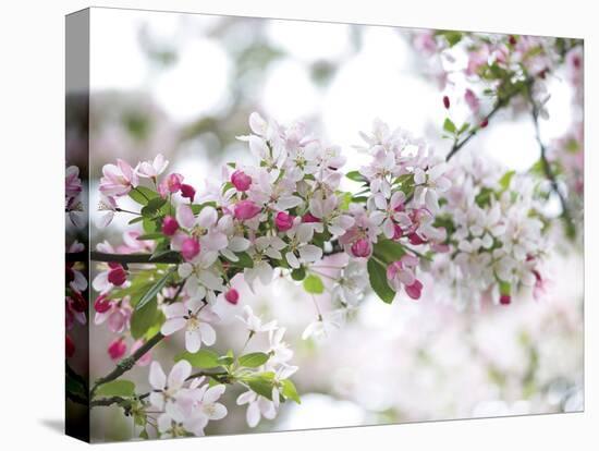 Blossom Beauty-Assaf Frank-Stretched Canvas
