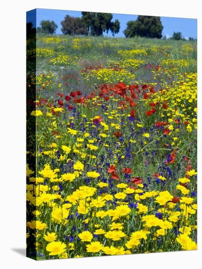 Blossom in a Field, Siena Province, Tuscany, Italy-Nico Tondini-Premier Image Canvas