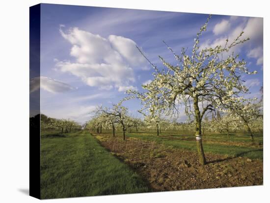 Blossom in the Apple Orchards in the Vale of Evesham, Worcestershire, England, United Kingdom-David Hughes-Premier Image Canvas