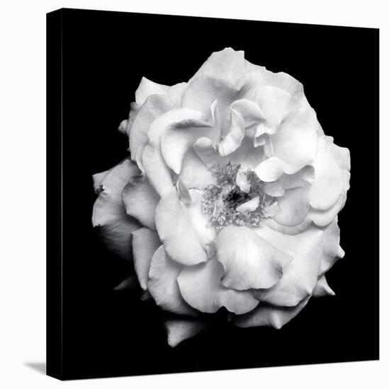 Blossom of a White Garden Rose on Black Background-Alaya Gadeh-Premier Image Canvas