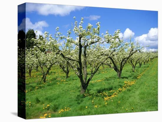 Blossom on Pear Trees in Orchard, Holt Fleet, Worcestershire, England, UK, Europe-David Hunter-Premier Image Canvas