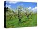 Blossom on Pear Trees in Orchard, Holt Fleet, Worcestershire, England, UK, Europe-David Hunter-Premier Image Canvas