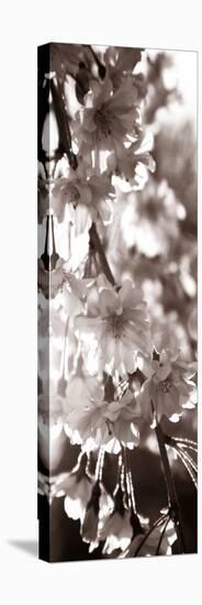 Blossom Triptych II-Renee W. Stramel-Stretched Canvas