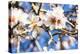 Blossoming Almond Blossoms with Blue Sky, Close-Up, Spring, Santa Maria Del Cami, Majorca-P. Kaczynski-Premier Image Canvas