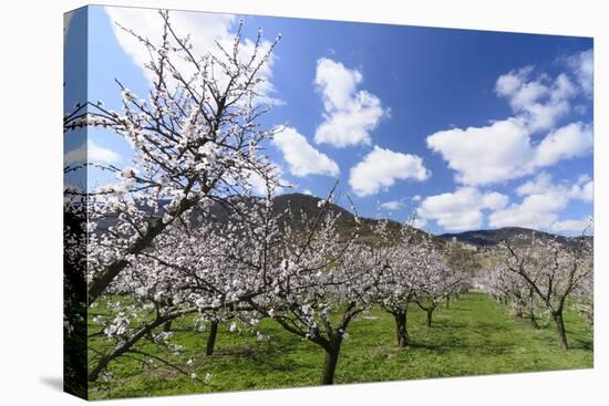 Blossoming Apricot Trees and the Castle Ruin Hinterhaus, Austria-Volker Preusser-Premier Image Canvas