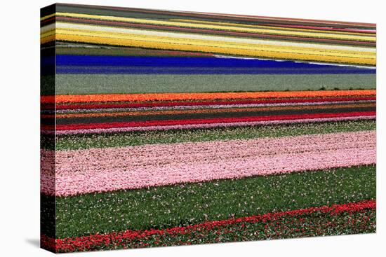 Blossoming Field of Tulips Near Alkmaar, Holland, the Netherlands, North Holland-Ronald Wittek-Premier Image Canvas
