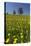 Blossoming Meadow, Spring, Tree, Blue Sky, Dandelion-Jurgen Ulmer-Premier Image Canvas