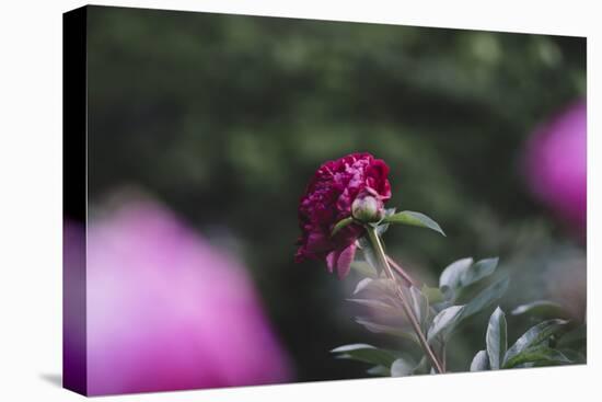 Blossoming peonies in the garden in June,-Nadja Jacke-Premier Image Canvas