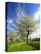 Blossoming Trees on Orchard Meadow, Freyburg, Burgenlandkreis, Germany-Andreas Vitting-Premier Image Canvas