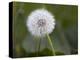 Blowball, Dandelion, Close-Up-Andrea Haase-Premier Image Canvas