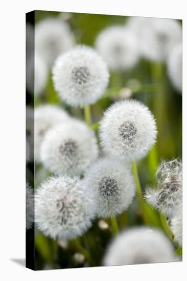 Blowball Detail-Brigitte Protzel-Premier Image Canvas