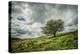 Blowing Over-Mark Gemmell-Premier Image Canvas