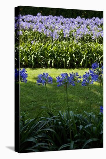 Blue agapanthus and lawn-Adriano Bacchella-Stretched Canvas