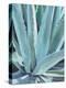 Blue Agave-Alana Clumeck-Stretched Canvas