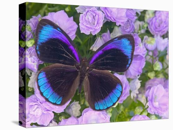 Blue and Black Butterfly on Lavender Flowers, Sammamish, Washington, USA-Darrell Gulin-Premier Image Canvas