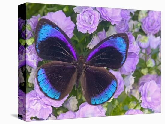 Blue and Black Butterfly on Lavender Flowers, Sammamish, Washington, USA-Darrell Gulin-Premier Image Canvas