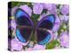 Blue and Black Butterfly on Lavender Flowers, Sammamish, Washington, USA-Darrell Gulin-Premier Image Canvas