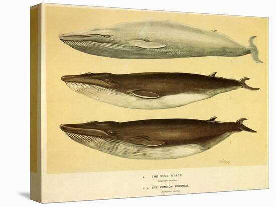 Blue and Fin Whales, 1905-null-Premier Image Canvas